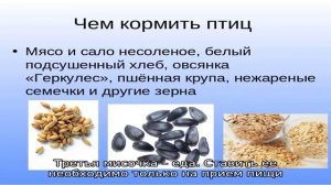 Чем можно и сколько раз в день кормить котенка в 1-6 месяцев без кошки: список кормов, продуктов и.