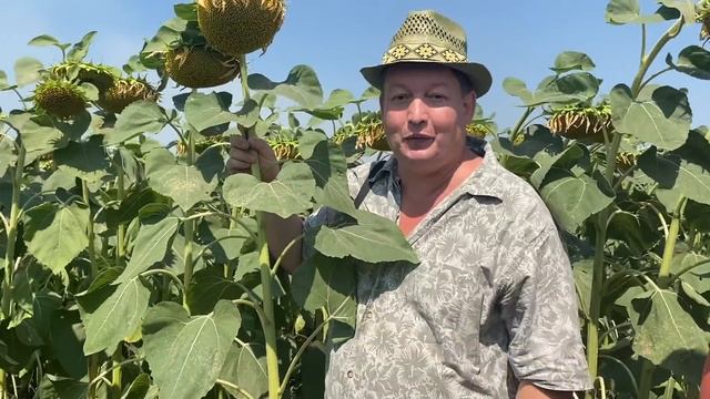 Горох зимующий как покровная культура перед подсолнечником смотреть онлайн