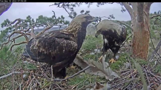 10.05.2022 И такие подарки бывают! ??♀️ ⬇️  Солнечные орлы Aquila heliaca, Татарстан