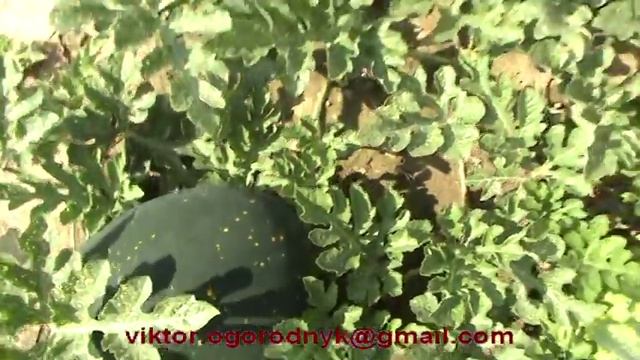 Огромные арбузы в Виннице. Это реально! смотреть онлайн