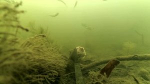 Раки на Тухлое Мясо! Приманка для раков. Подводная съемка