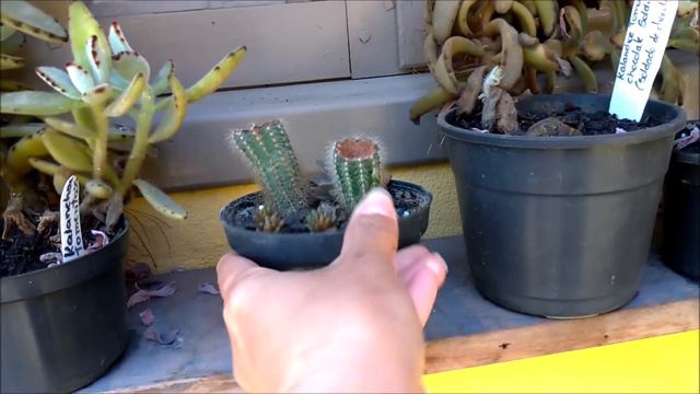 Sol no jardim de suculentas com novidades / Simone Felic. смотреть онлайн