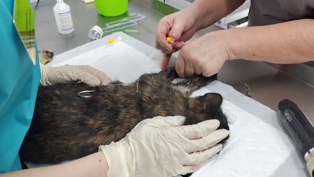 Стерилизация кошек в ветеринарной клинике Добрый Доктор