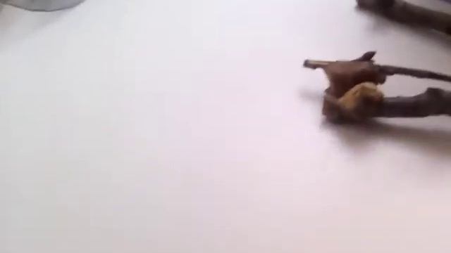 Мой оотеки| богомолы ~ Студия милоты смотреть онлайн