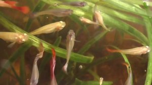 В аквариуме плавают рыбки гуппи, съёмка над аквариумом, аквариум с рыбками