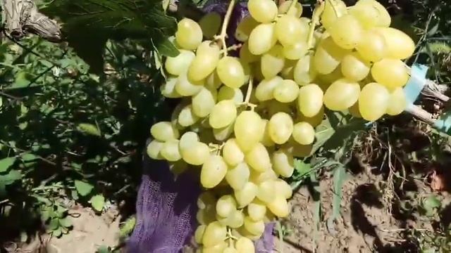 Новая форма ультра раннего винограда 2020г кишмиш моей селекции Алекс  Виноградник Щереденкова В. А