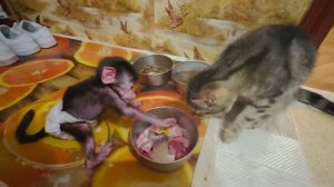 УМОРА! Люська отбирает у кота МЯСО!
