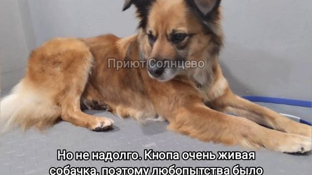 Маленькую собачку из приюта Кнопку никто не хотел брать и мы знаем почему