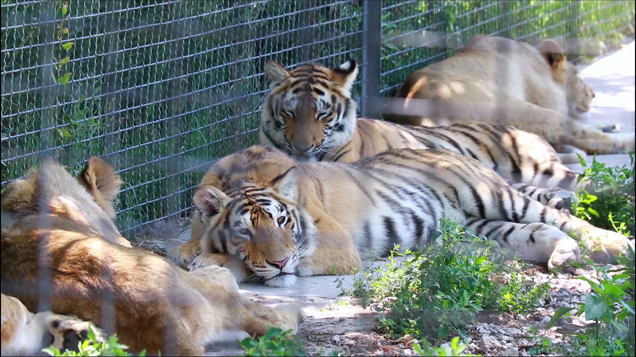 Снова в Тайган смотреть онлайн