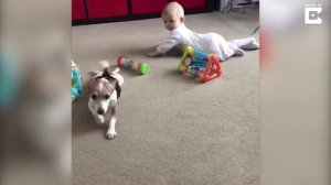пес учит малыша ползать