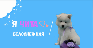 Самоедочка Чита (30.01.23 г.р.) ждёт Вас