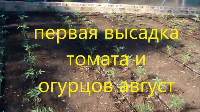 Арочная теплица из профильной трубы в 270 м2 !БЮДЖЕТНАЯ теплица ,СВОИМИ РУКАМИ В 150 тысяч рублей! смотреть онлайн