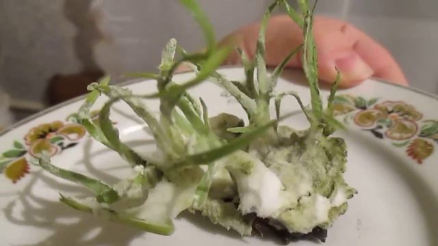 Орхипак от Roellke Acineta superba смотреть онлайн