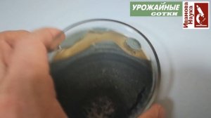 Наш друг - полезная ПЛЕСЕНЬ! Где ее взять и что ею можно лечить?