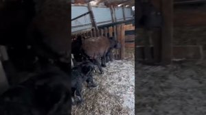 Окот 2 раза в год Гиссарская порода овец в Северном Казахстане