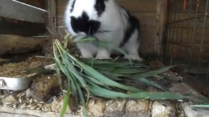 Можно ли кроликам шиповник. Кролиководство в домашних условиях