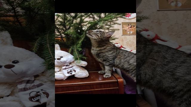 Беспородные кошечки и котики самые лучшие волшебные фамильяры.Они будут служить вам верой и правдой.