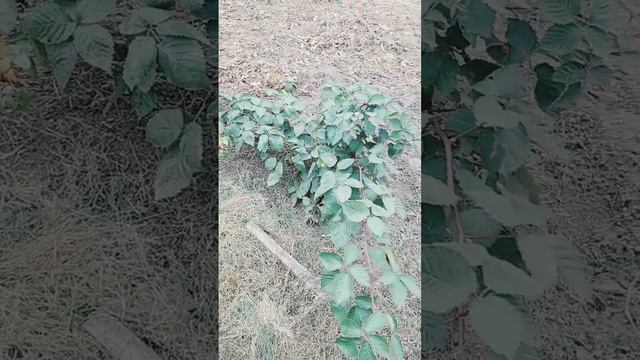 Как выглядят саженцы ежевики без шипов высаженные весной