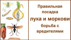 Как избавиться от луковой, морковной мухи Правильная посадка лука и моркови