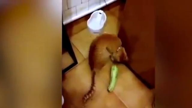 Огурец напугал котов Опасный огурец / огурец нападает / Огурец опасен / Dangerous cucumbers смотреть онлайн