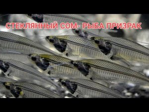 СТЕКЛЯННЫЙ СОМ.СОДЕРЖАНИЕ,УХОД,КОРМЛЕНИЕ,СОВМЕСТИМОСТЬ И РАЗМНОЖЕНИЕ