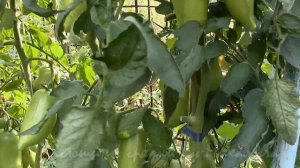О сортах томатов ВОЗВРАЩАЯСЬ В ЛЕТО Алый Мустанг,Английские Пальчики