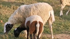 Мясные Трёхпородные кроссы Абаева(Абаевская овца)