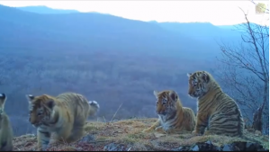 Четыре тигренка попали на видео в нацпарке «Земля леопарда»
