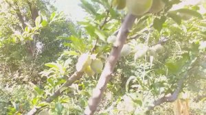 Слива диплоидная сорт поздний Байрон Голд(plum Baron Gold). Дегустация