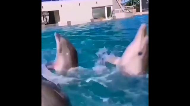 Дельфины танцуют под ламбаду смотреть онлайн