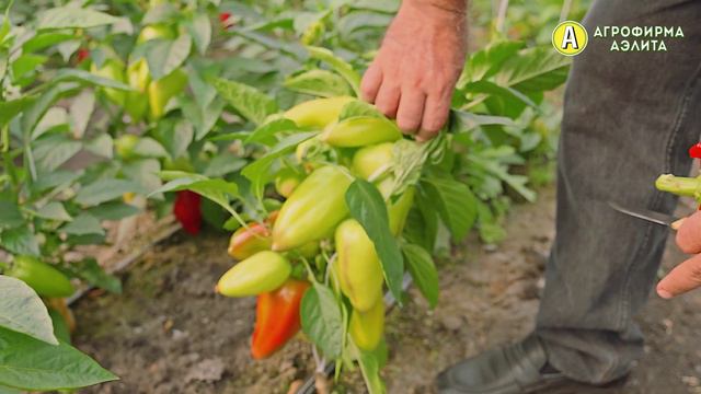 ТОЛСТОСТЕННЫЙ сладкий перец ТОЛСТЯЧОК смотреть онлайн