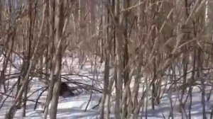 Притравка, натаска лайки по кабану.
