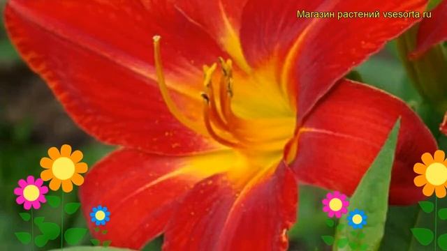 Лилейник гибридный Анзак. Краткий обзор, описание характеристик hemerocallis Anzac смотреть онлайн