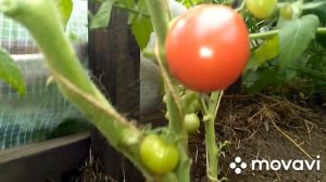 томат,,Чемпион Бурятии“