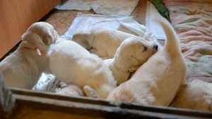 золотистый ретривер щенки 20 дней