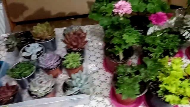 Комнатные растения. Все такие разные, но одинаково любимые. смотреть онлайн