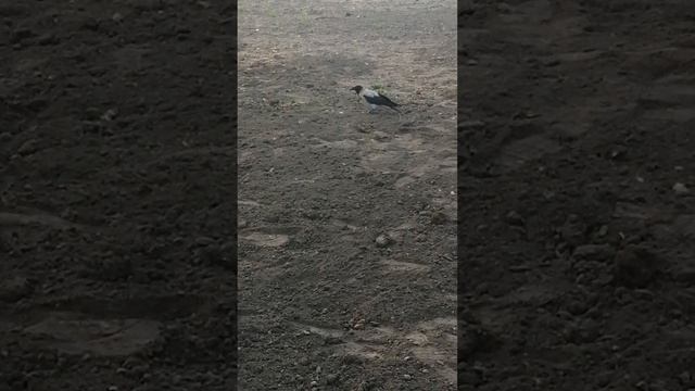 Ворона смеётся / Young female crow makes laughing sounds