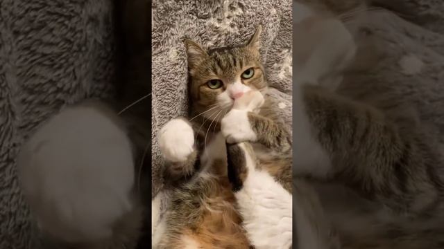 Cat Кошки Котята Коты #Shorts 1253.mp4