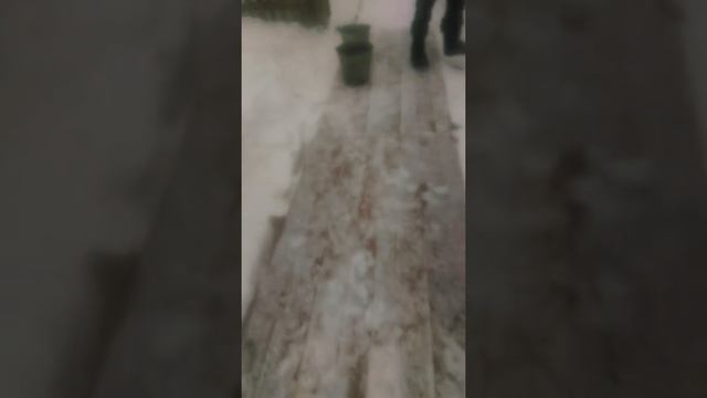 Волки нападают на собак в близи от дома! смотреть онлайн