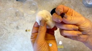 КАК посадить МАНДАРИН на подоконнике. Мандариновое дерево 2022