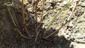 Осенняя прививка через 10 месяцев