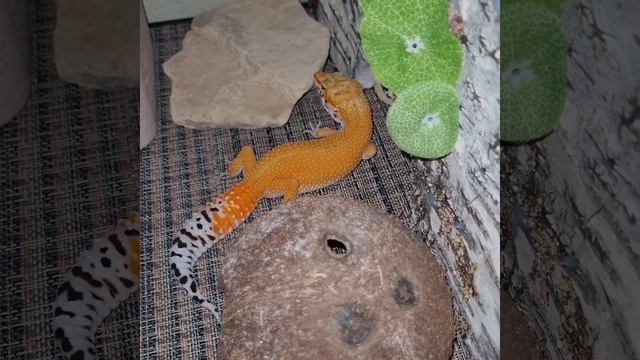 G-pro эублефары . Красотки . смотреть онлайн