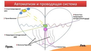 Проводящая система сердца