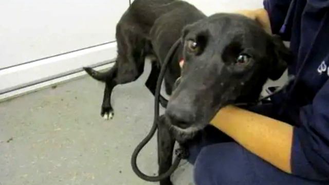 Нелюдь приковал кормящую собачку маму к забору с её щенками. То что сделала собака тронуло ДО СЛЁЗ❗ смотреть онлайн