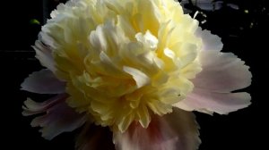 Peony White Charm - www.peonyshop.com