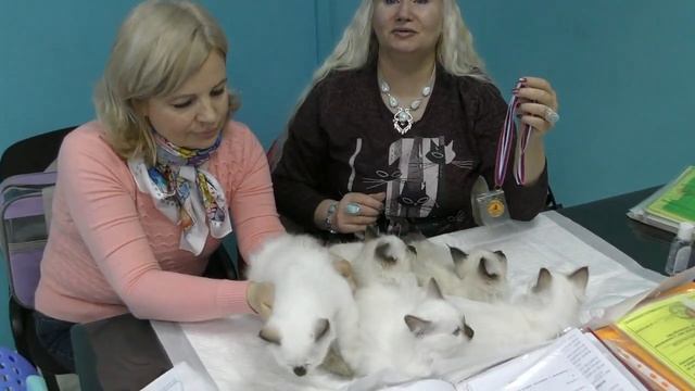 Документы на породистых котят системы PCA