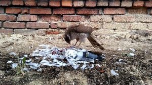 Ястреб разделывает голубя