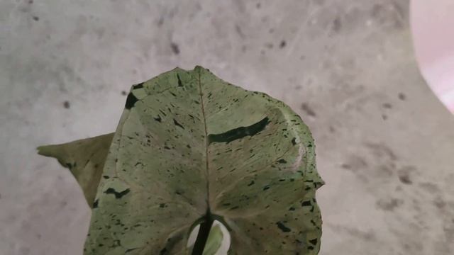 Моя коллекция растений: СИНГОНИУМЫ. 16 сортов