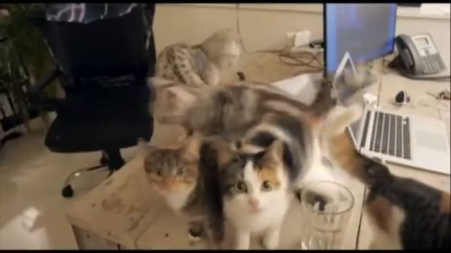 Пришел на работу с кошкой - получи премию! смотреть онлайн