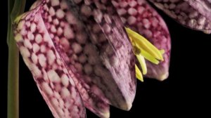 Fritillaria meleagris Snakes Head Fritillary flower timelpase